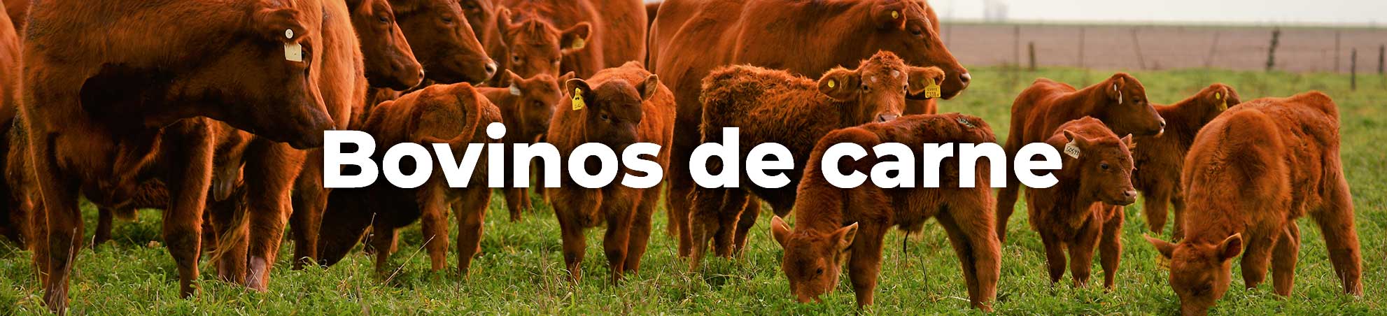 Mercado Ganadero. transferencia embrionaria bovinos embriones bovinos.  